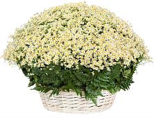 Цветочная композиция из Ромашки в корзине #REPLACE_PRED# Коврове